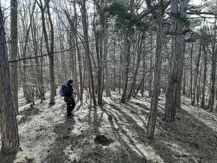 Durch Buchenwald