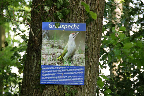 Wissenswertes über den Grauspecht