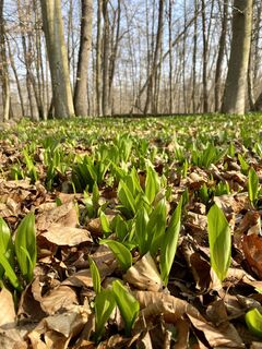 Bärlauch entlang der Mur