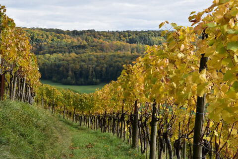 tegerfelden-reben-mit-gelben-blaettern