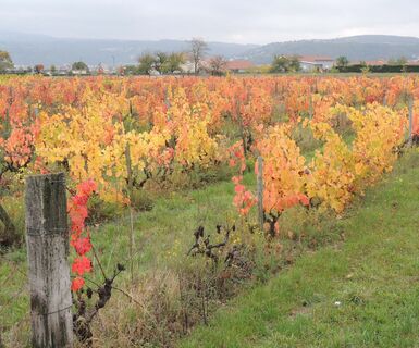 Weinberge im Herbst