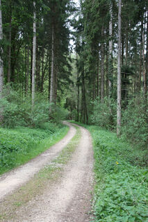 Durch den Schaubenwald