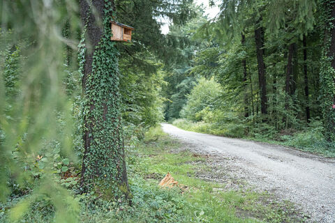 Großhaagerer Forst bei Maitenbeth-006