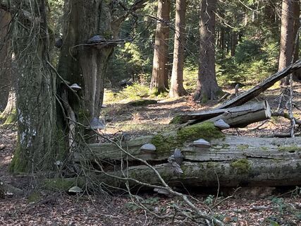 Foto von Alfred Weber entlang der Tour