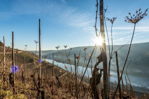 Weinreben am Moselsteig bei Winningen