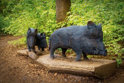 Wildschweine Grafenschatzweg