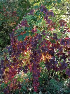 Fotografia z Dragoljub Ilic na trase