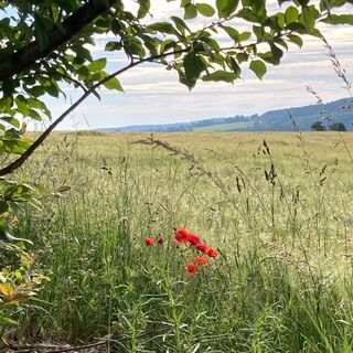 Kleine Schönheit am Wegesrand.
