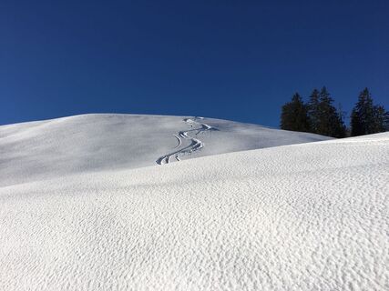 frische Spuren auf der Kallbrunnalm