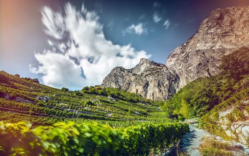 Walliser Weinberge entlang dem Weinweg