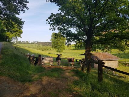 3_wiese_heiligengeisterholz_hx1_stephanberg