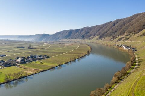 Die Mosel bei Piesport