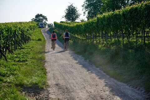 Sommer Mundelsheim Rad Weinberg