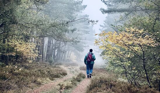 Weg mit Heide im Wesuweer Wald