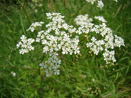 Schafgarbe
