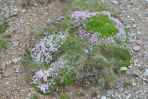 Blumen-auf Moos-c-Oswald-Fürhapter.jpg