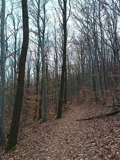 Fotografija s spletne strani Julika Jármer na poti