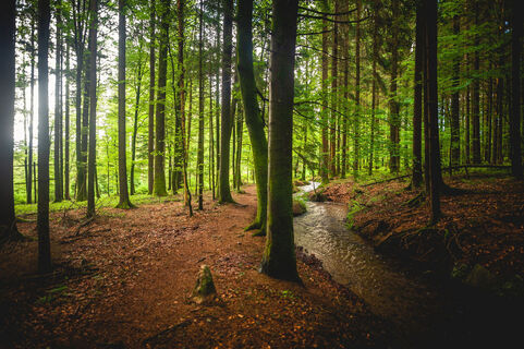 Heidenwuhr   Fotograf Döbele