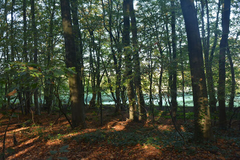 Reichswald
