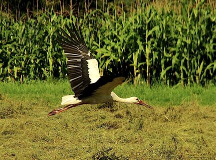 Storch im Südburgenland
