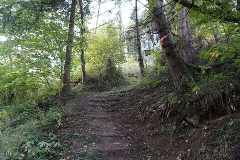 Nun geht es rechts bergauf dem gut markierten Wanderweg 313 entlang