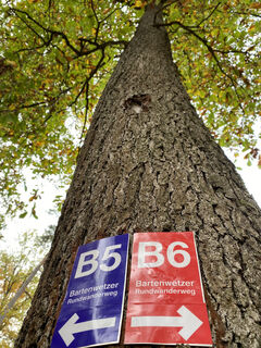 Kroneneiche B5 und B6