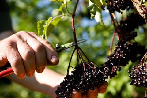 Holunder ernte bei Holler Vulkan