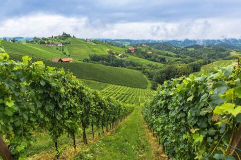 Sommer an der Südsteirischen Weinstraße