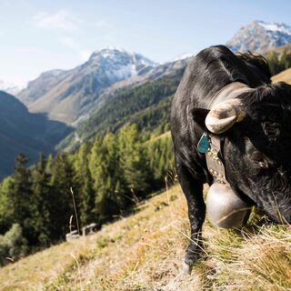 Hérens-Rind auf einer Alp im Val d'Anniviers