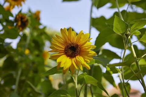Sonnenblume in Velen
