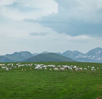 Herde auf der Alm
