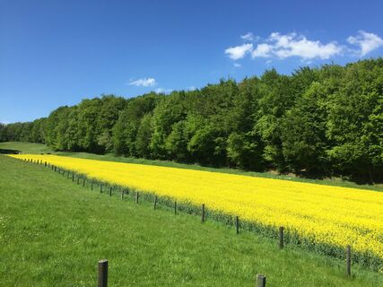 Rapsfeld an der Werther Egge