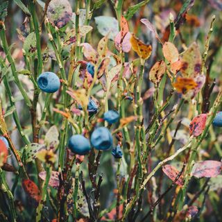 Heidelbeeren am Heidelbeerweg
