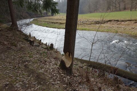 Fraßspuren des Bibers im Muldental bei Hohentanne