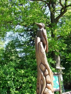Naturerlebnis Wald Meerhof - Specht