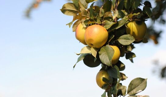 Sächsisches Obstland
