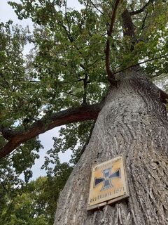 Friedenseiche in Reuden/Anhalt