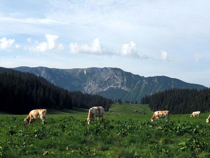 Auf der Alm