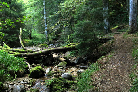 Durch die Hohwehraschlucht führen attraktive Pfade