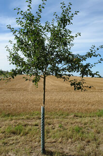 Baum des Jahres Wildapfel