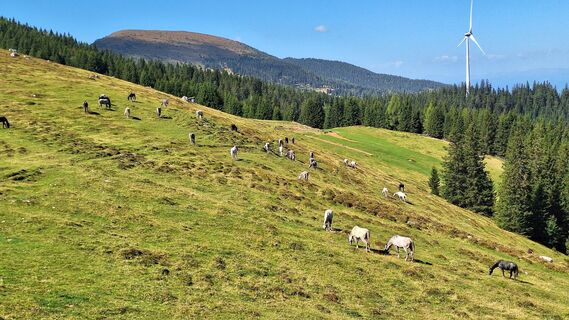 Photo de Monalisa le long du parcours