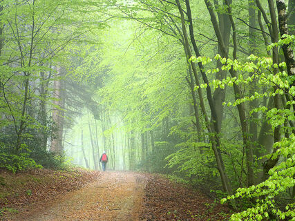 Natursteig Sieg Etappe 05