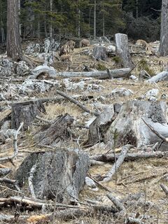 Fotografie z Elvis na trase