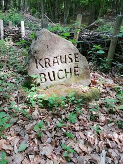Krause Buche