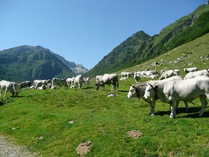 Gasconne-Pyrenäen-Rinderherde