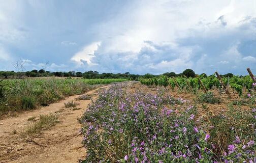 circuit_camins de Tourbes