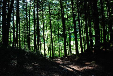 Scheibe und Scheiblingstein ab/bis Lunz
