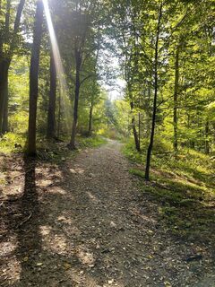 Waldweg