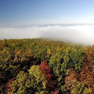 Mystische Stimmung über dichtem Laubwald bei Schwarzenbach