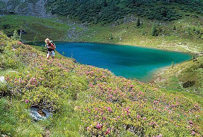 Almrauschblüte am Moaralmsee